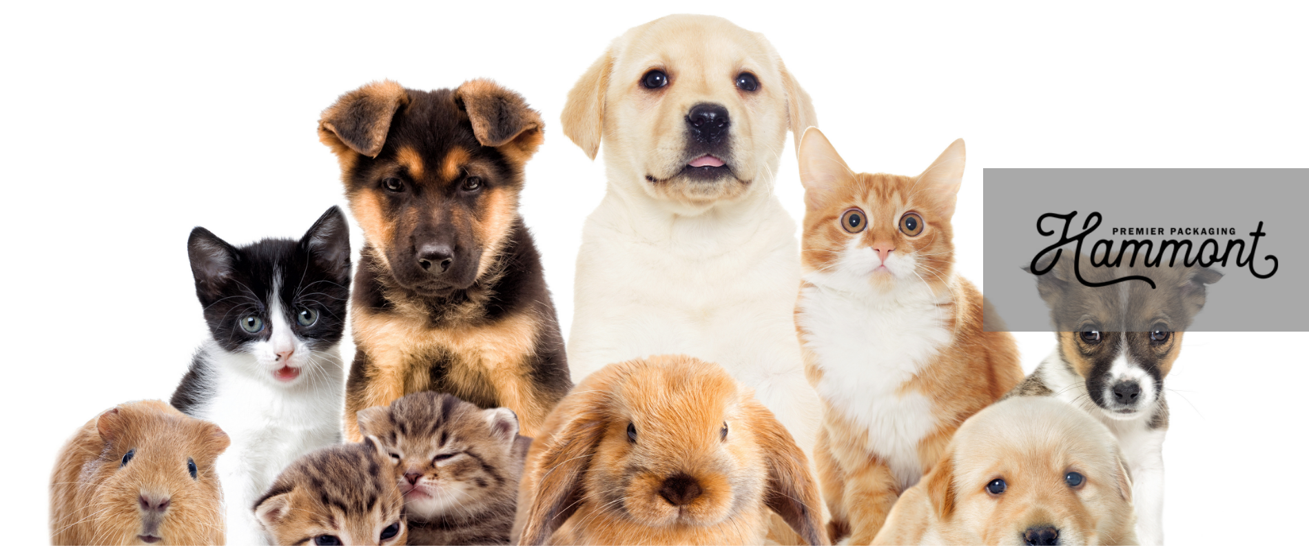 Creating a Pet Lover’s Gift Box